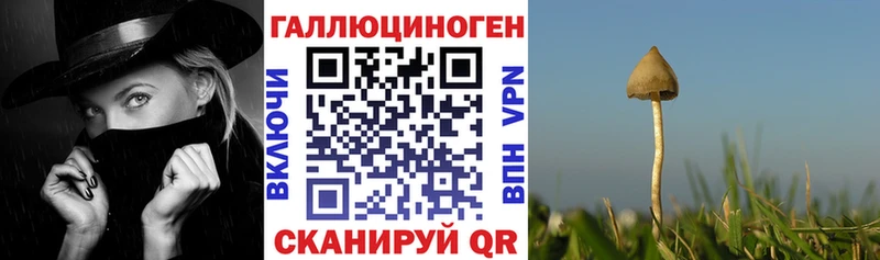 Псилоцибиновые грибы прущие грибы  Шлиссельбург 